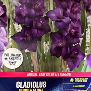 5pcs - Gladiolus Purple Flora Home Accent